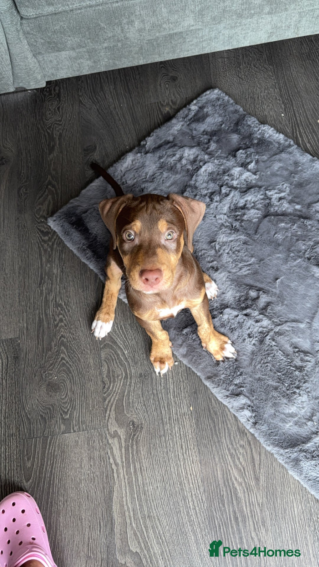 Mixed Breed dogs for sale: Second generation Female bull lurcher  - Image 5