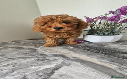 Toy Poodle dogs for sale: Beautiful Red Toy Poodle Puppies - Image 17