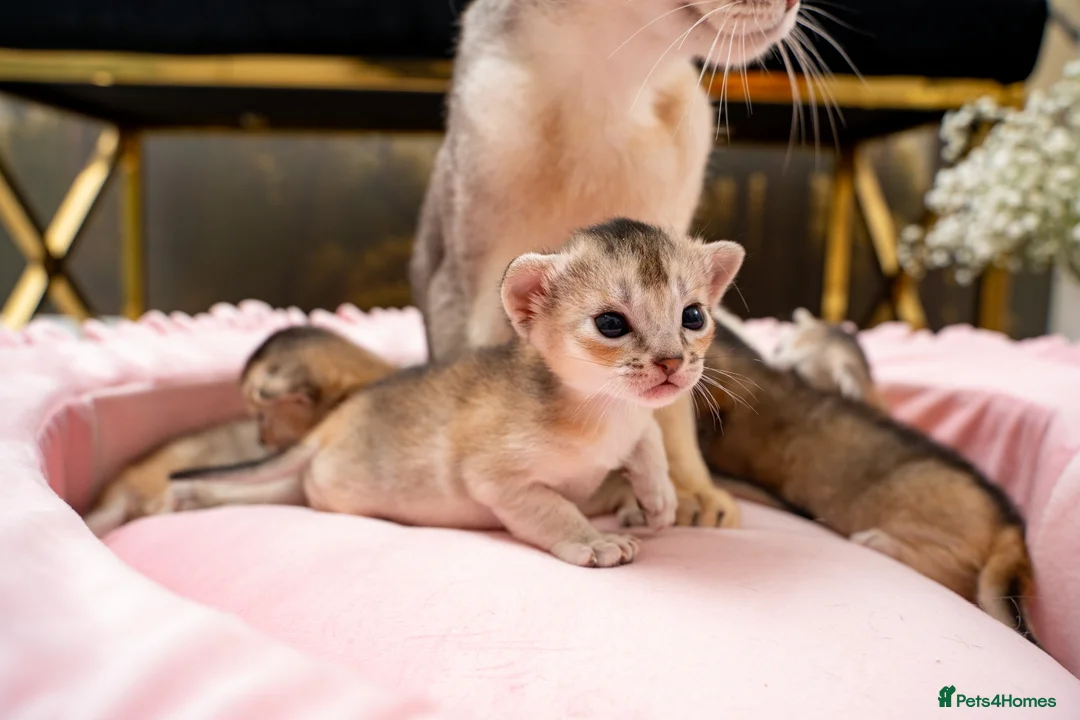 Abyssinian cats for sale: Exceptional Pedigree 6 Abyssinians-Super Friendly - Advert 2