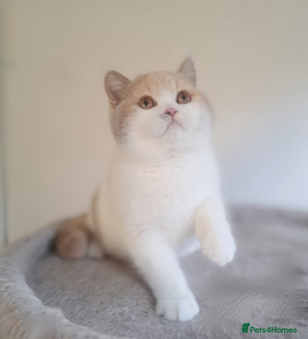 British Shorthair cats for sale: British Shorthair Fawn Tortie & White Female - Advert 3