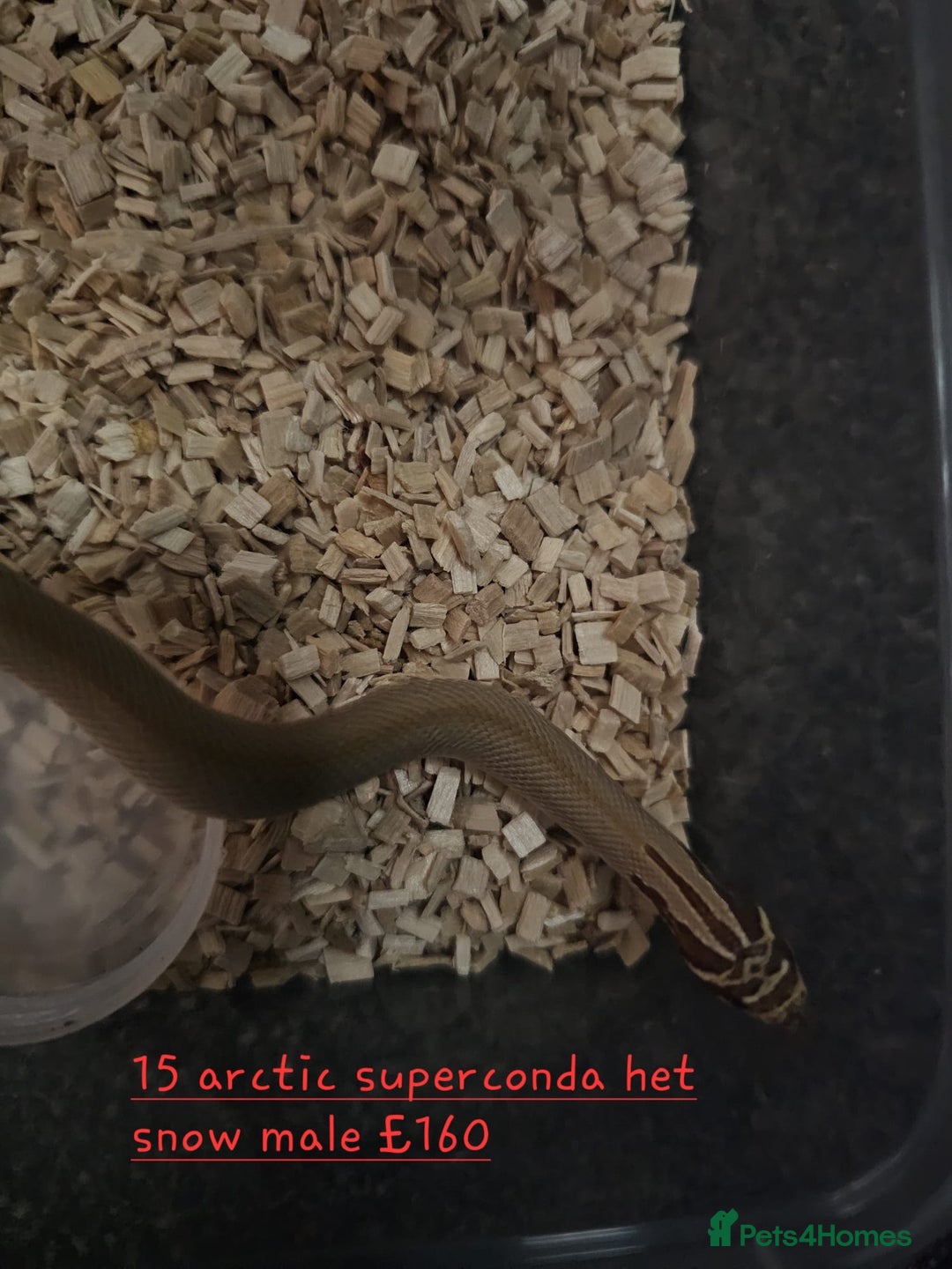 Snake reptiles for sale: Western Hognose Snakes Cb25 - Image 8