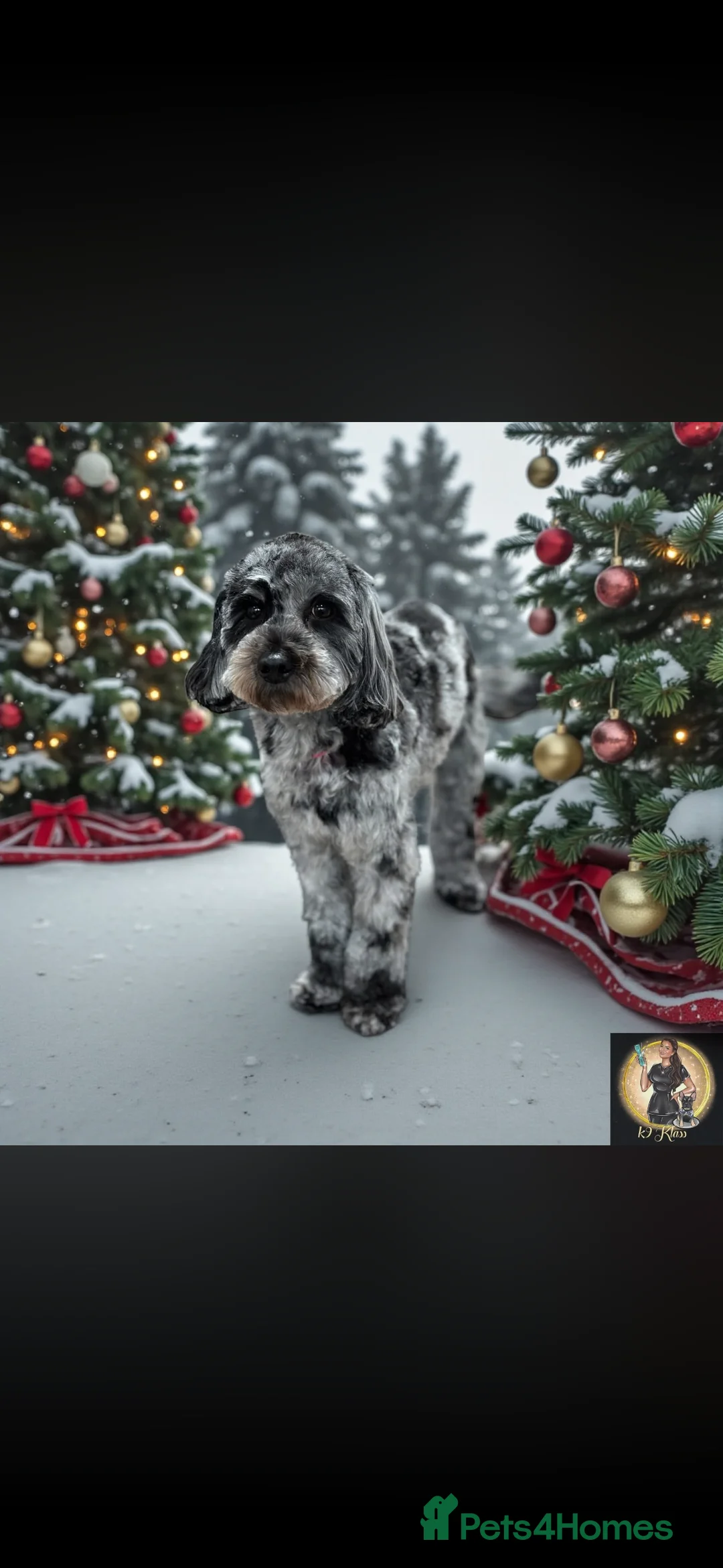 Cockapoo dogs for sale: Cockapoo dog for sale  - Advert 4