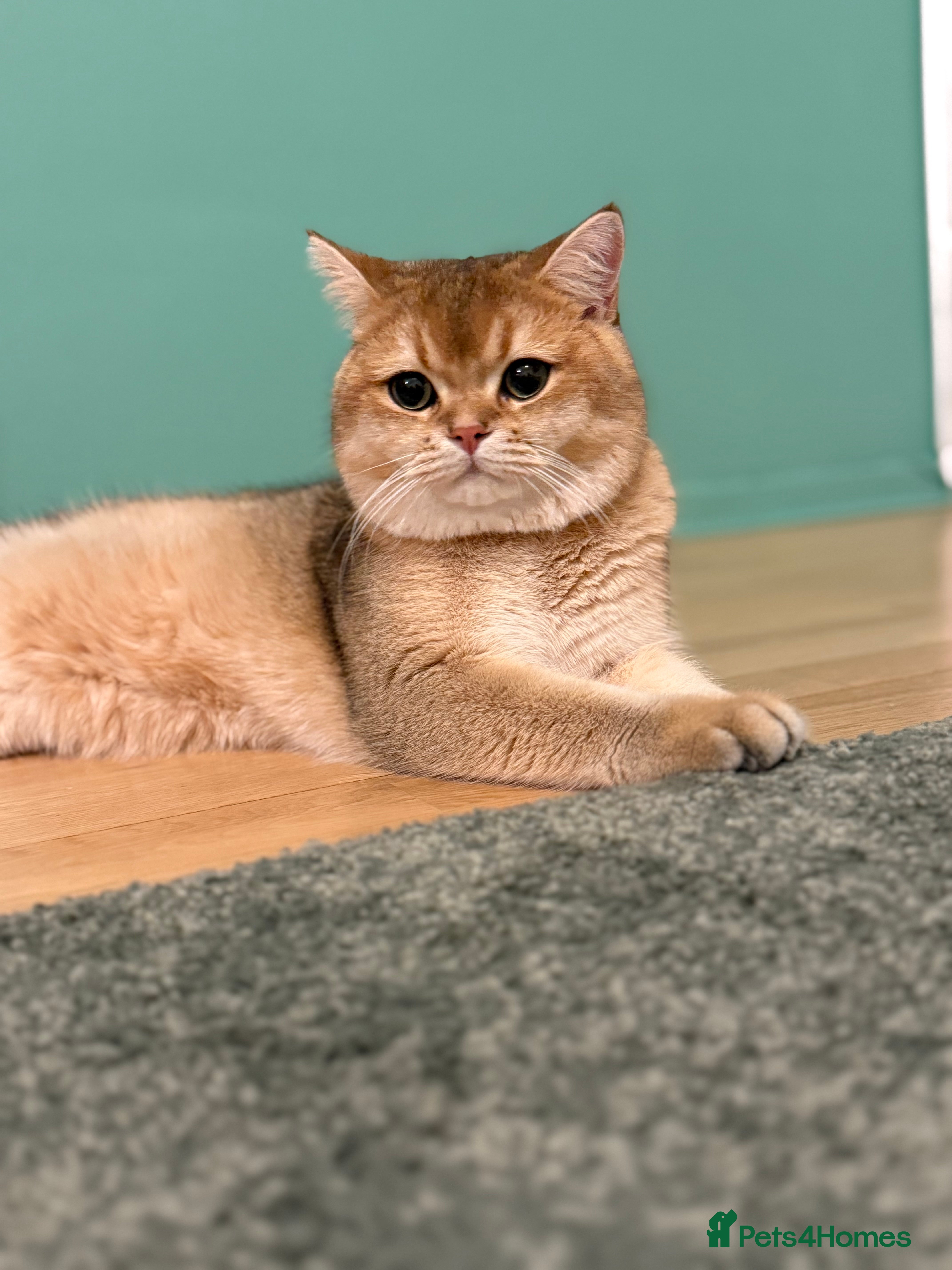 British Shorthair cats Bsh golden chinchilla ny11 for stud - Advert 16