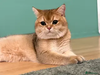 British Shorthair cats SHOW QUALITY STUD-BSH GOLDEN CHINCHILLA NY11 - Advert 9