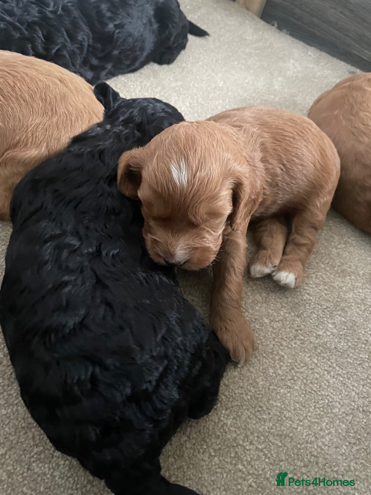 Mixed Breed dogs Adorable Cockapoo Puppies - Advert 2