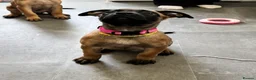 Mixed Breed dogs for sale: Dutch Herder X F1 Bull Herder puppies - Advert 4