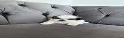 Shih Tzu dogs for sale: Standard Shih Tzu puppies  - Advert 19