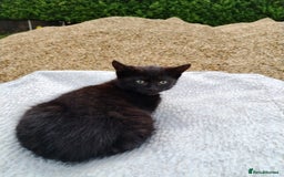 Domestic Shorthair cats for sale: Beautiful kittens baby girls ready for new home  - Image 11