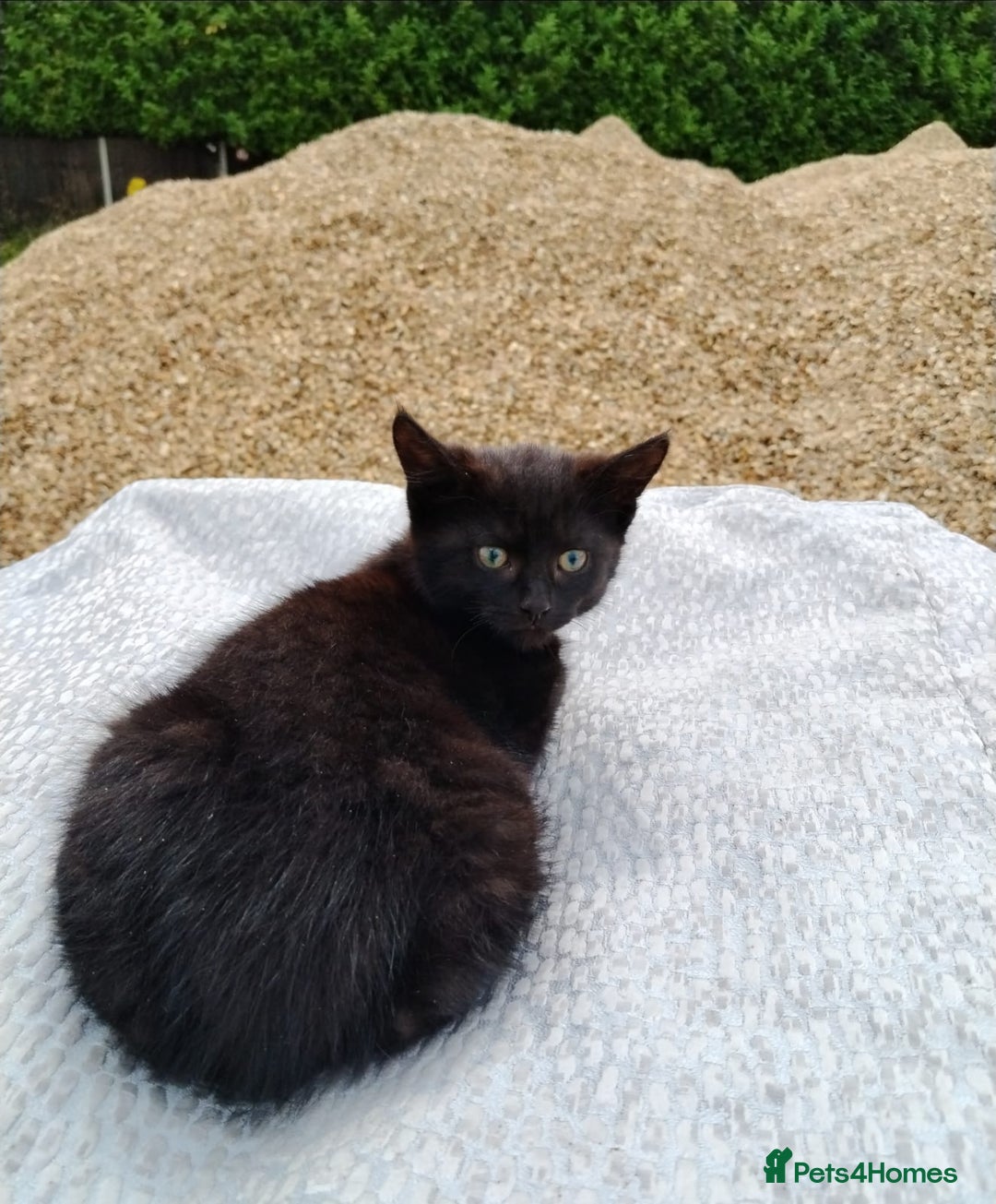 Domestic Shorthair cats for sale: Beautiful kittens baby girls ready for new home  - Image 11