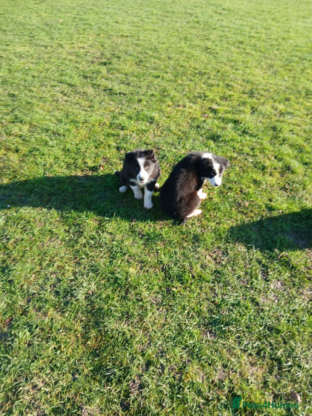Border Collie dogs for sale: Long coated traditional border collie pups - Advert 18