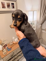 Dachshund dogs - Advert 14