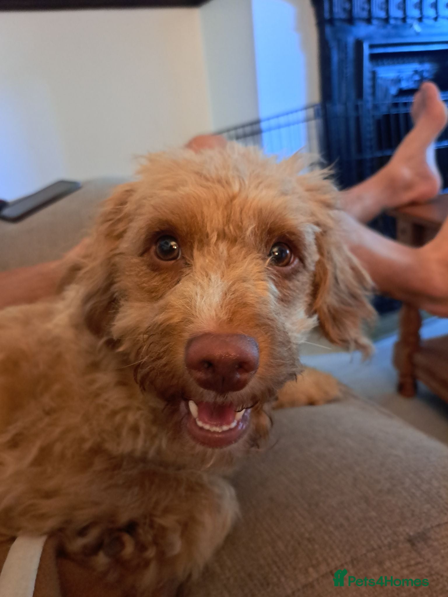 Cavachon dogs 2.5 Year Old Maisie Is Looking For A New Home - Advert 6