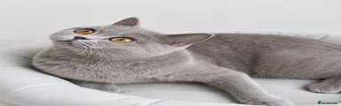 GLORIA