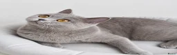 British Shorthair cats for sale: Home Sweet Home 🏡 - Advert 2