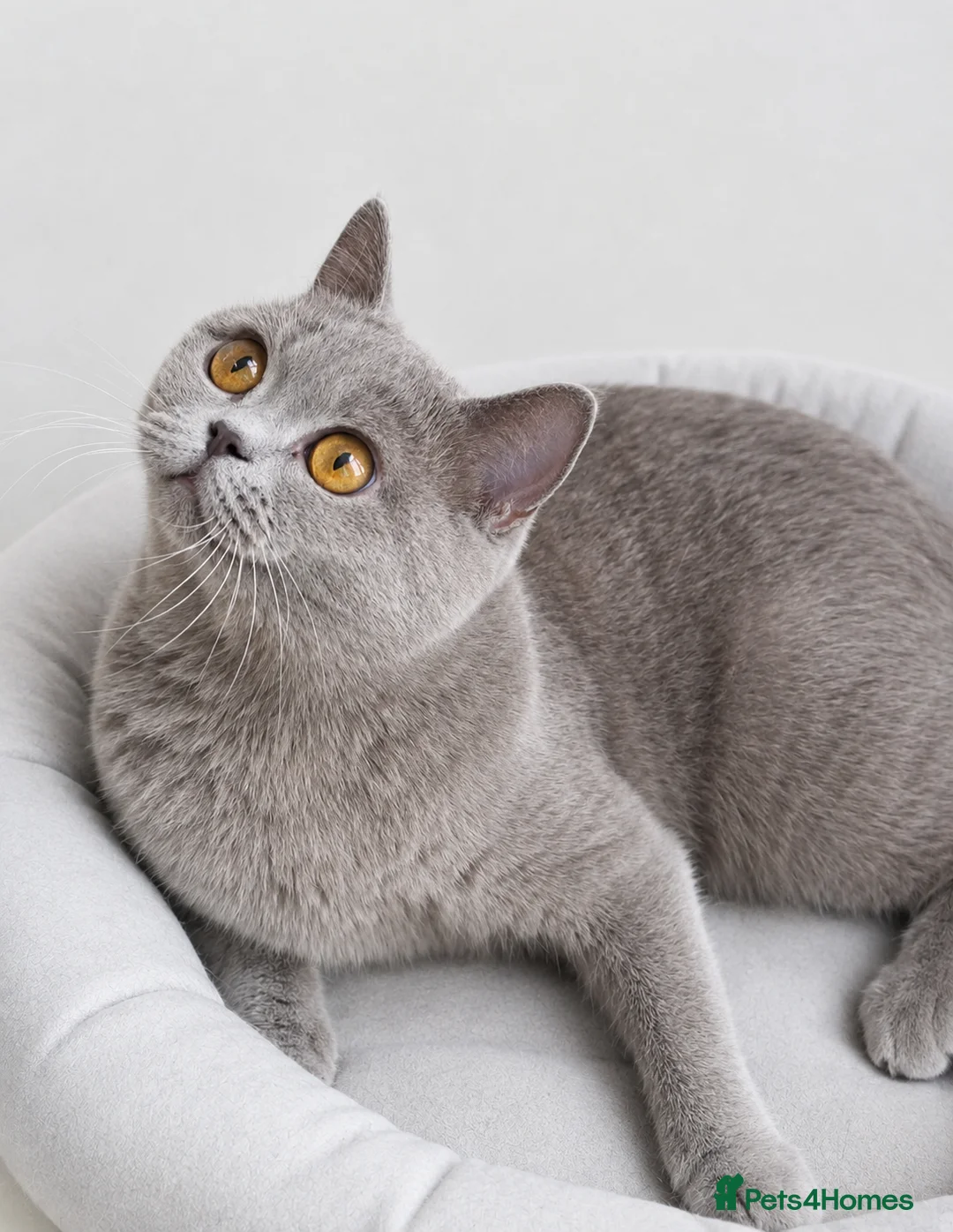British Shorthair cats for sale: Home Sweet Home 🏡 - Advert 2