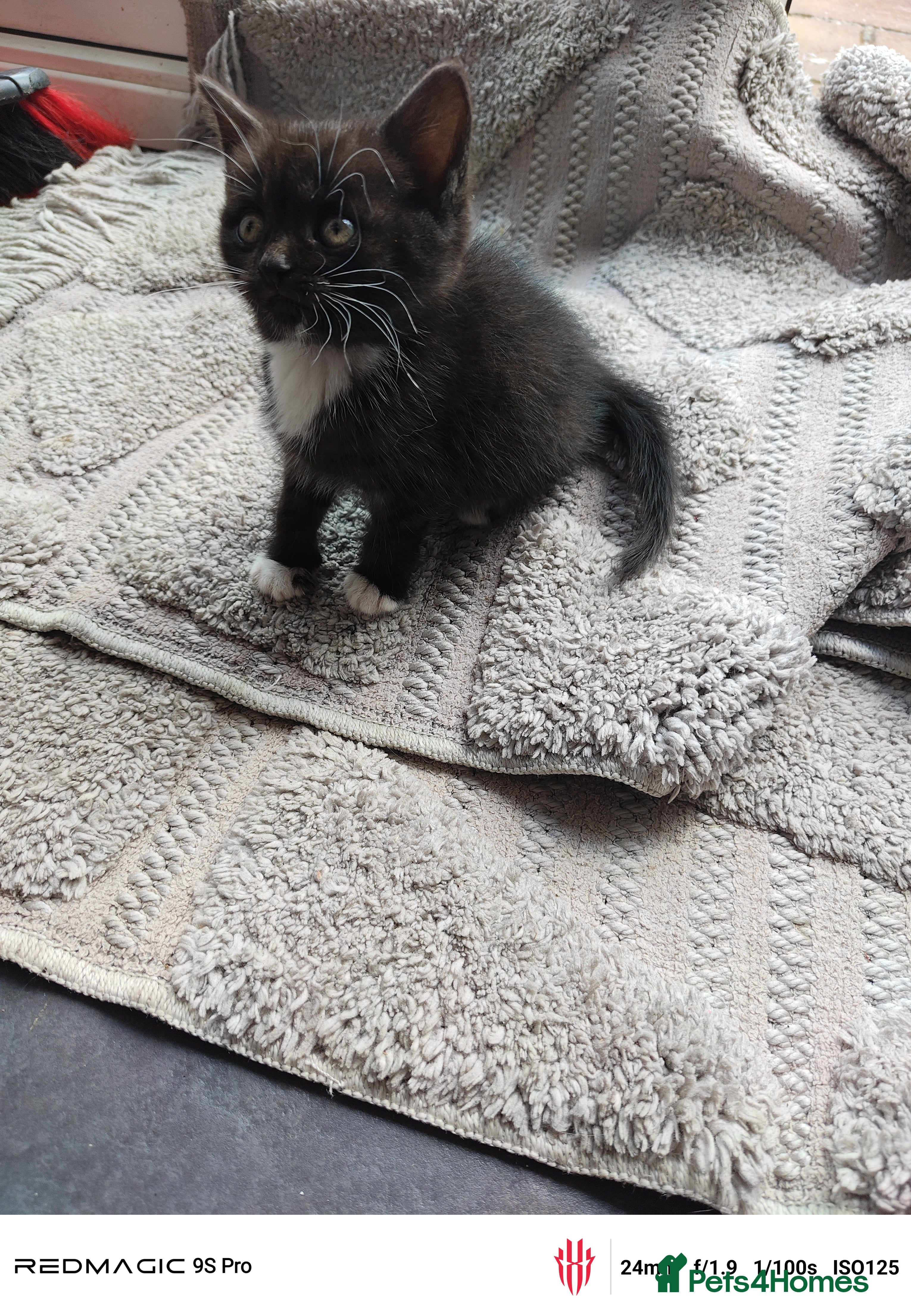 British Shorthair cats for sale: Mixed British Short hair - Advert 15