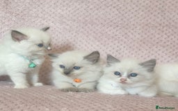 Ragdoll cats for sale: Affectionate, Cuddly, Playful Kittens - Image 30
