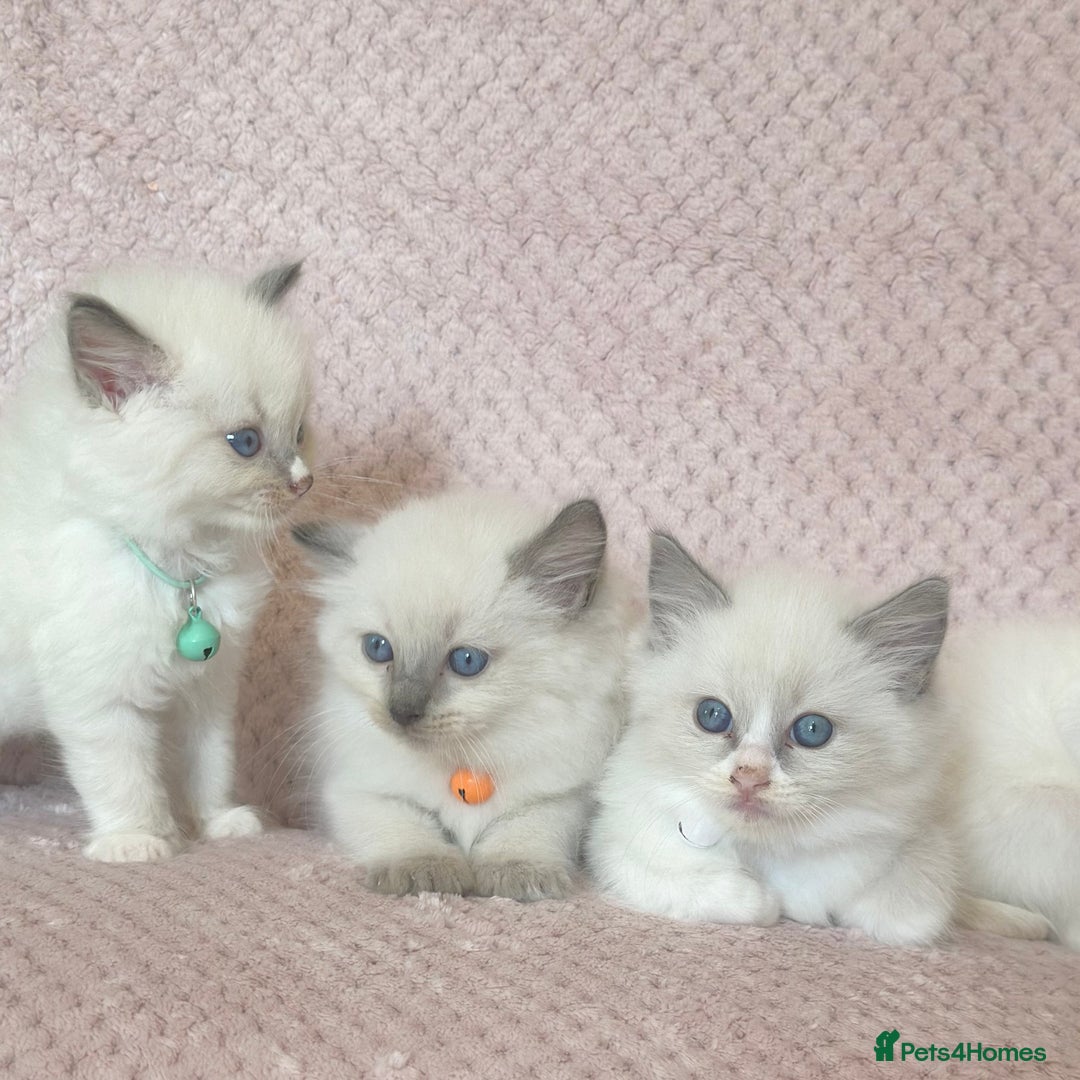 Ragdoll cats for sale: Affectionate, Cuddly, Playful Kittens - Image 30