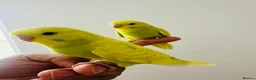 Budgerigars birds for sale: Hand Tamed Budgies - Advert 8