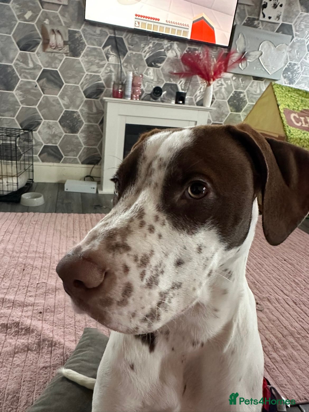 Mixed Breed dogs 7 month old puppy in Birmingham - Advert 1