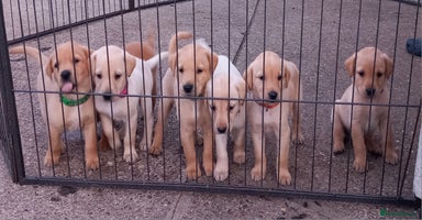 Labrador Retriever dogs - Advert 5