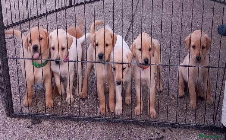 Labrador Retriever dogs - Advert 10