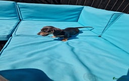 Miniature Dachshund dogs for sale: Adorable Miniture Dachshund  in Paignton - Image 16