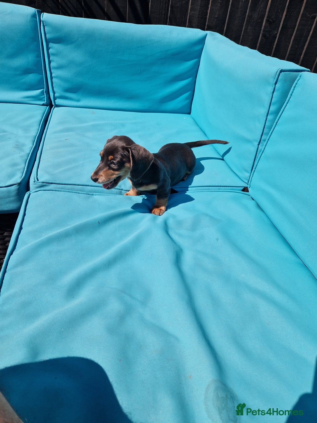 Miniature Dachshund dogs for sale: Adorable Miniture Dachshund  in Paignton - Image 16