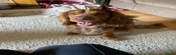 Cocker Spaniel dogs for sale: PADDY OUR MUCH-LOVED 6-YEAR-OLD COCKER SPANIEL - Advert 6