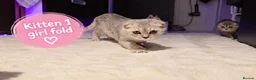 Scottish Fold cats for sale: 🐾 Beautiful Scottish Fold & Scottish Straight🐾 - Advert 5