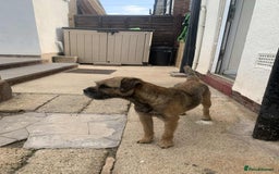 Border Terrier dogs for sale: Stunning KC Registered Border Terrier Puppies - Image 4