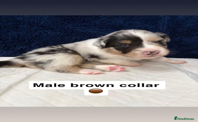Australian Shepherd dogs - Advert 2