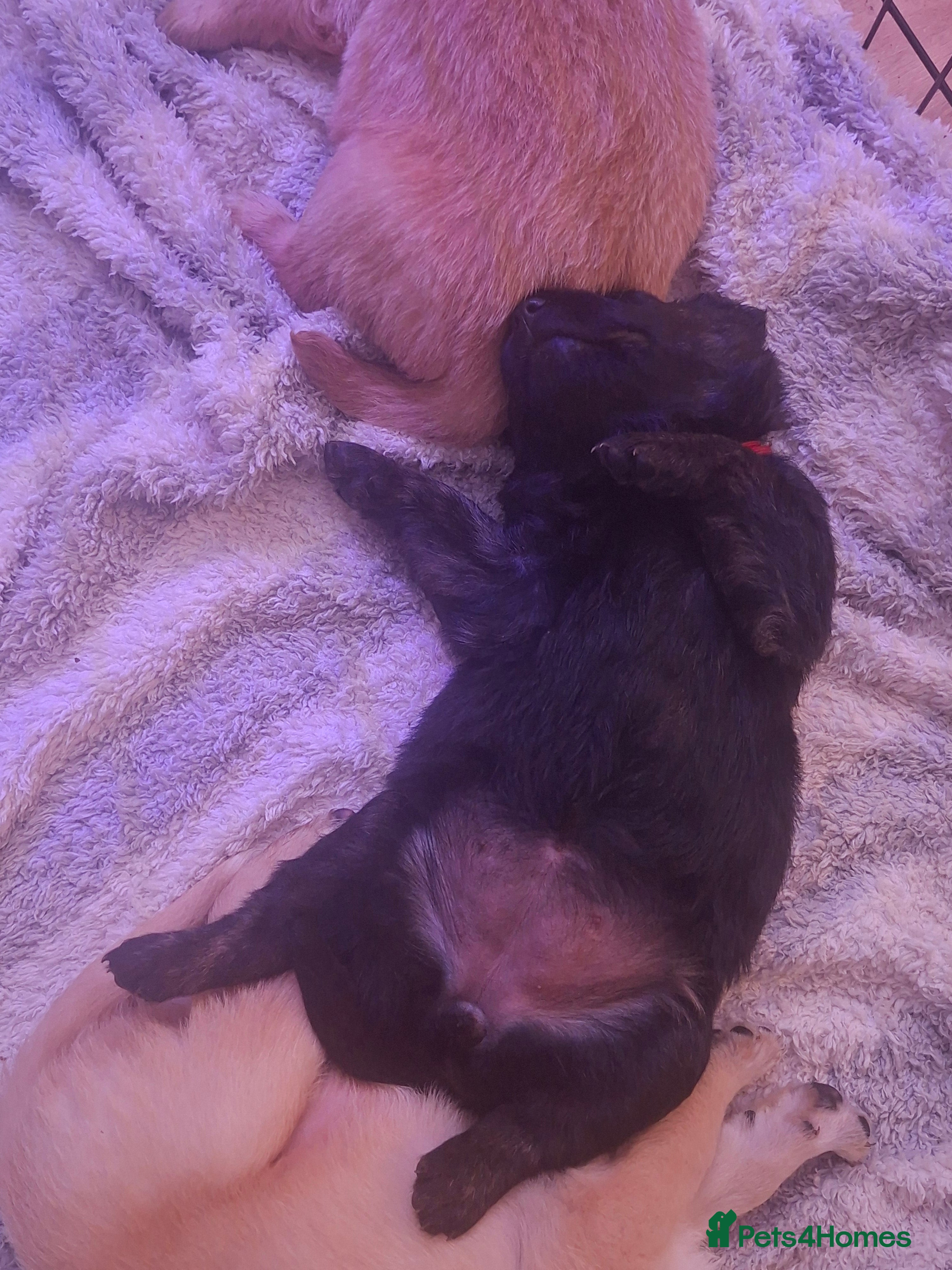 Mixed Breed dogs Gorgeous f1 border retreiver pups 1 girl left - Advert 4