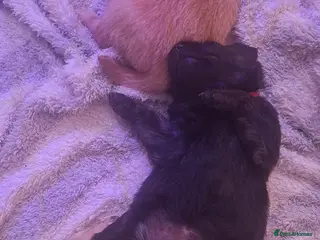 Mixed Breed dogs Gorgeous f1 border retreiver pups 1 girl left - Advert 4