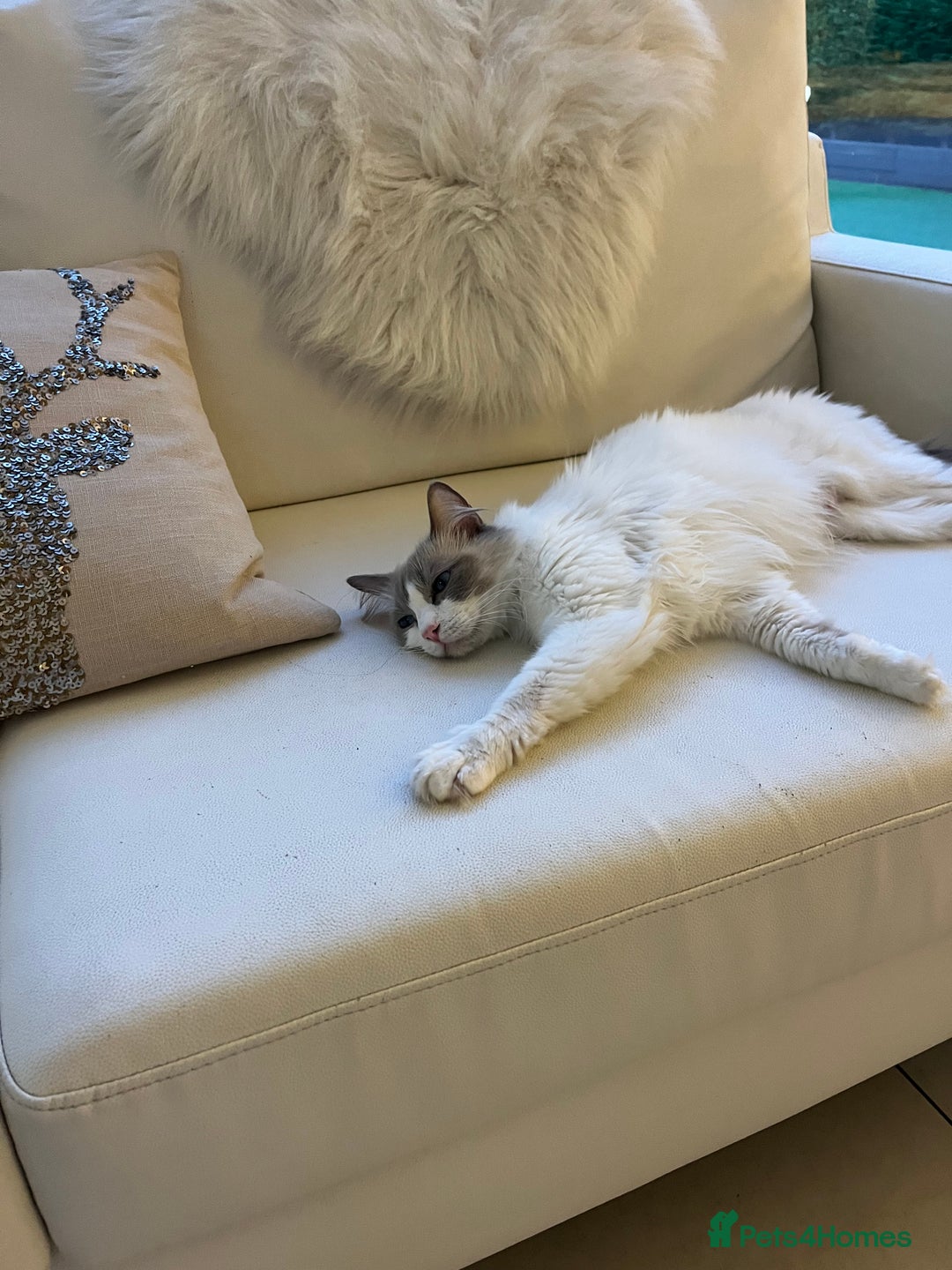 Ragdoll cats for sale: Ragdoll Kittens Available January 2026 - Advert 2