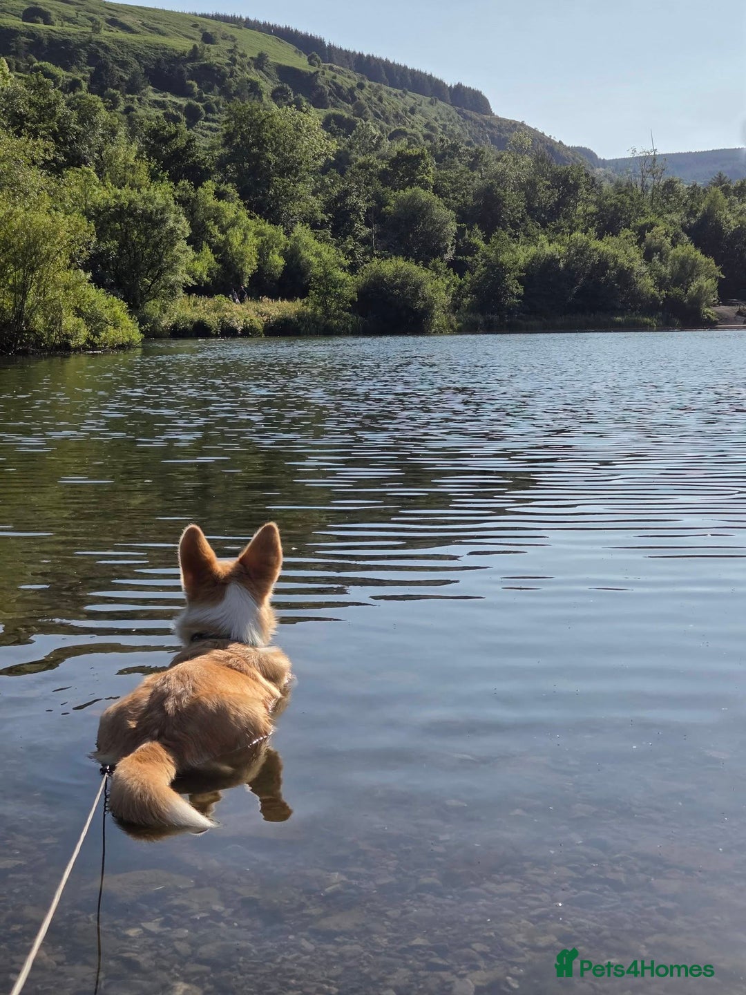 Welsh Corgi Pembroke dogs for sale: Corgi for Sale - Advert 4