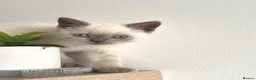 British Shorthair cats for sale: Gorgeous British Shorthair Girl Colour point - Advert 9