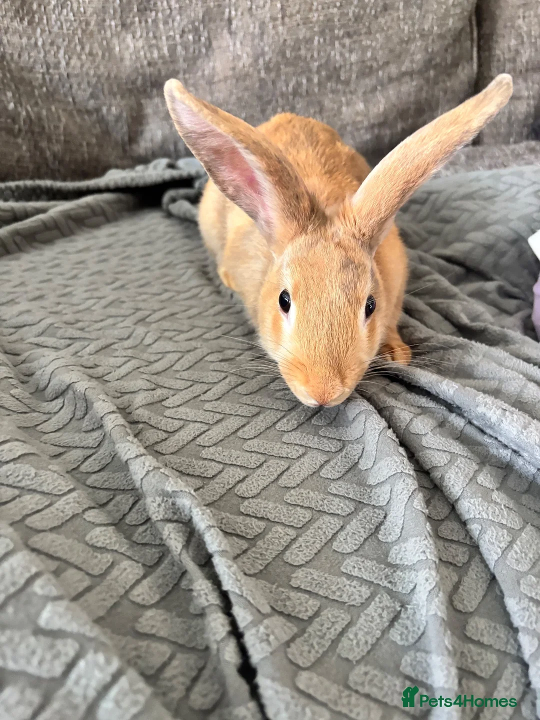 Mixed Breed rabbits for sale: Male rabbit  in Bedlington - Advert 2