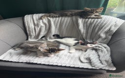 Mixed Breed cats for sale: Tabby kittens for sale - Image 19