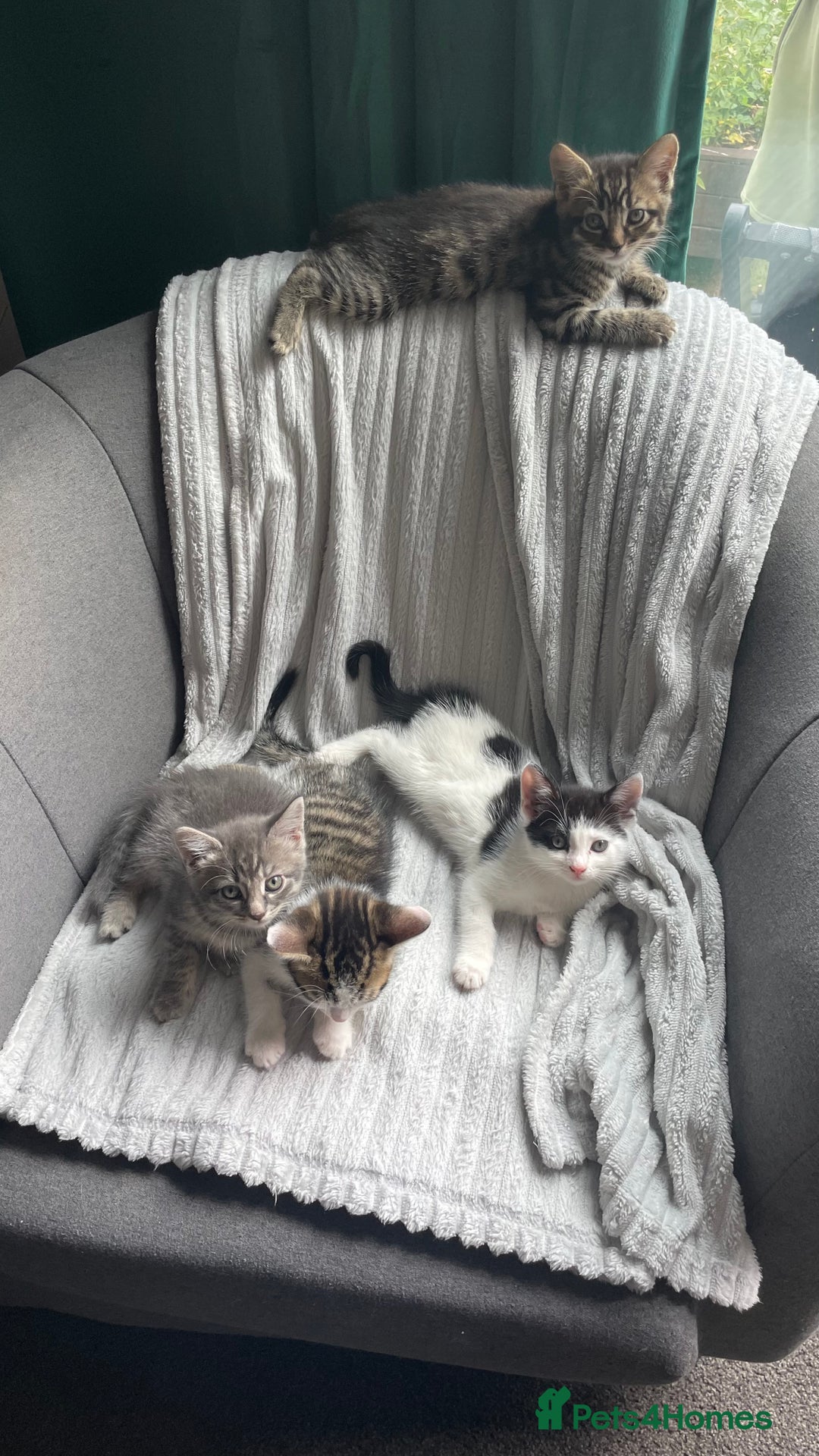 Mixed Breed cats for sale: Tabby kittens for sale - Image 19