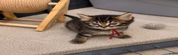 Ragcoon cats for sale: Beautiful Ragcoon kittens 🐾  - Advert 16