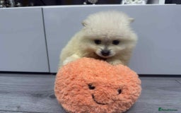 Pomeranian dogs for sale: ✨ Fluffy Pomeranian Puppies – Ready in October! - Image 14