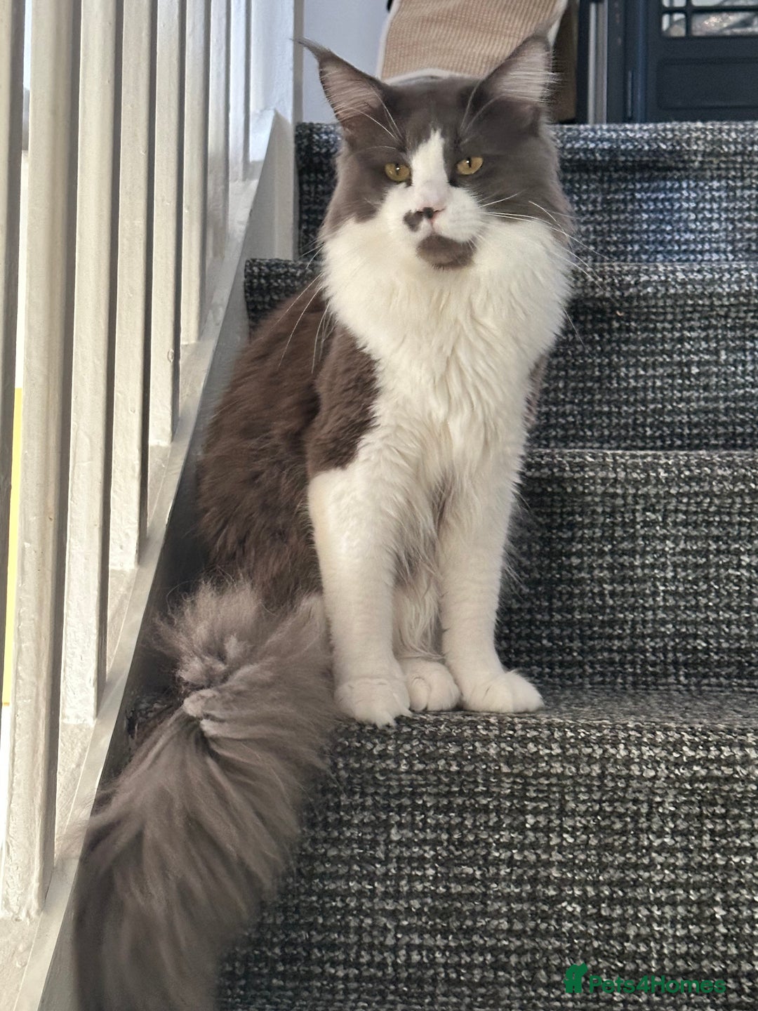 Maine Coon cats for stud: Maine coon for stud  - Image 2
