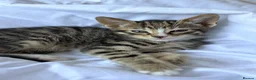Mixed Breed cats for sale: 3 tabby kittens for sale - Advert 6
