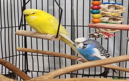 Budgerigars birds for sale: 3 Healthy Budgies with Cage & Toys Manchester  - Image 3