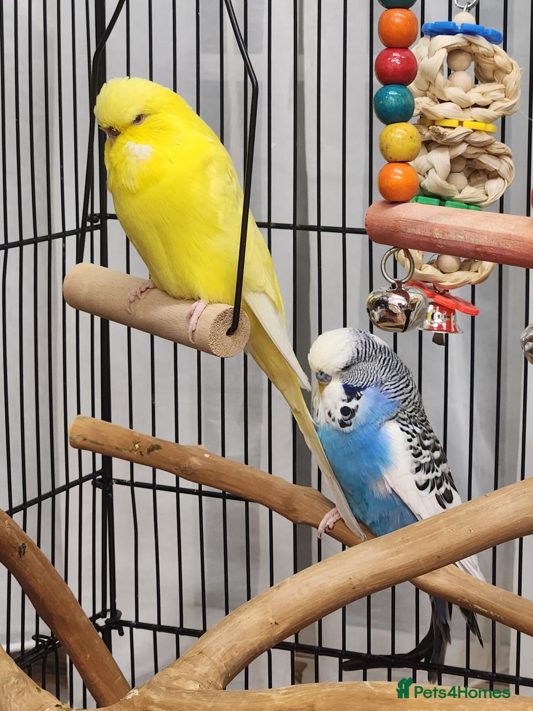 Budgerigars birds for sale: 3 Healthy Budgies with Cage & Toys Manchester  - Image 3