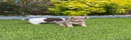 Jack Russell dogs for sale: Gorgeous Miniature Jack Russell Puppies  - Advert 4