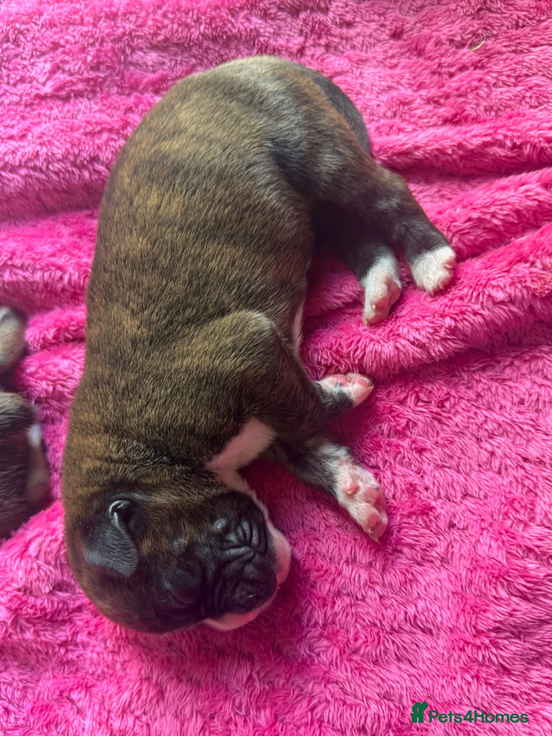 Boxer dogs for sale: Stunning Kc bobtail and tail boxers  - Advert 2