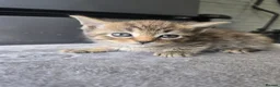 Mixed Breed cats for sale: Beautiful mixed breed kittens  in Burton-on-Trent - Advert 6