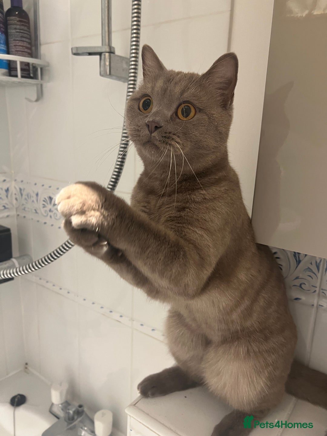 British Shorthair cats for sale: Adult British Shorthair for Sale - Image 7